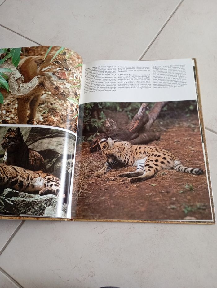 Livre les grands fauves gründ - photo numéro 2