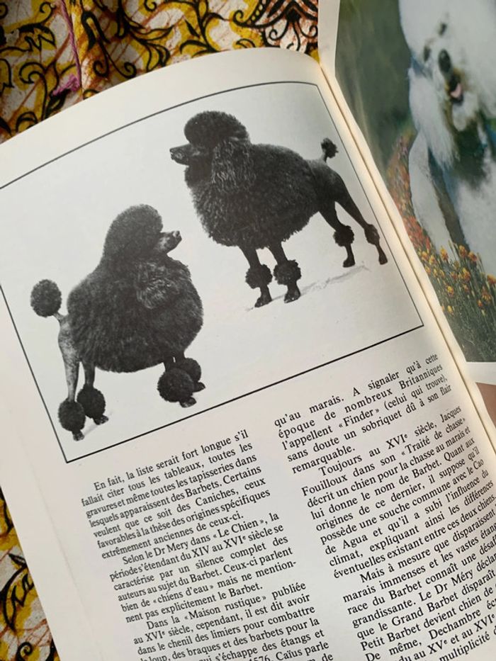 Le caniche - photo numéro 7