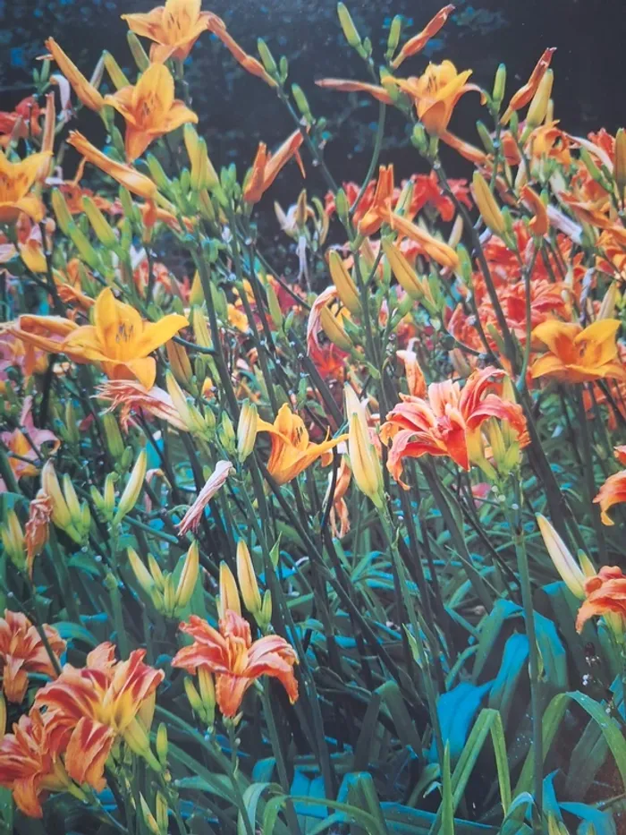 Très beau livre sur les jardins belles illustrations - photo numéro 3