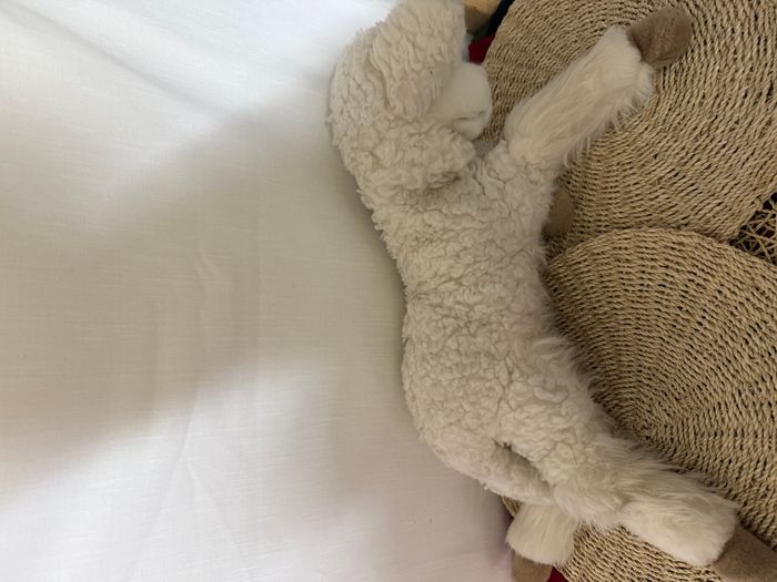 Agneau Blanc Couché aux nations - photo numéro 2