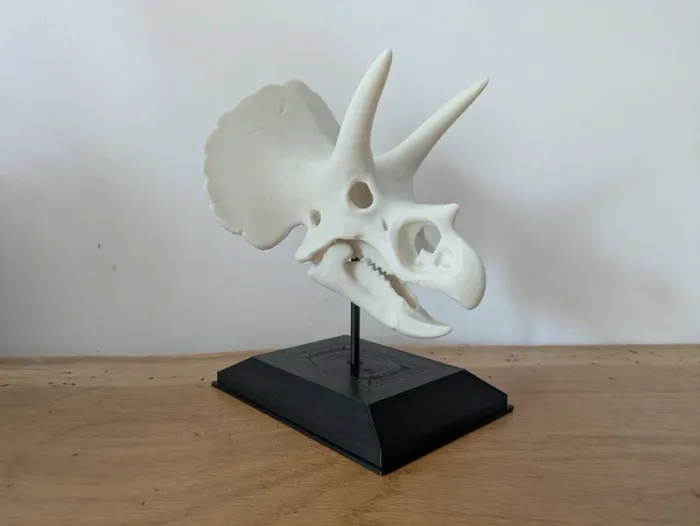 Crâne de triceratops sur socle - photo numéro 5