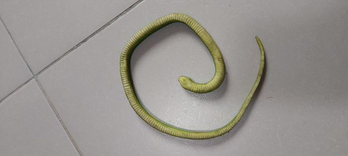 Serpent - photo numéro 7