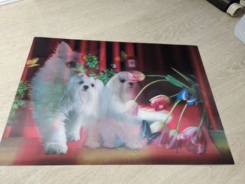 1 set de table holographique chat/chien