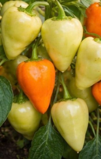 80 graines piment piquant + 31 autres variétés disponible 
