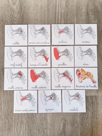 Cartes de nomenclature de l'anatomie de l'oreille cursive