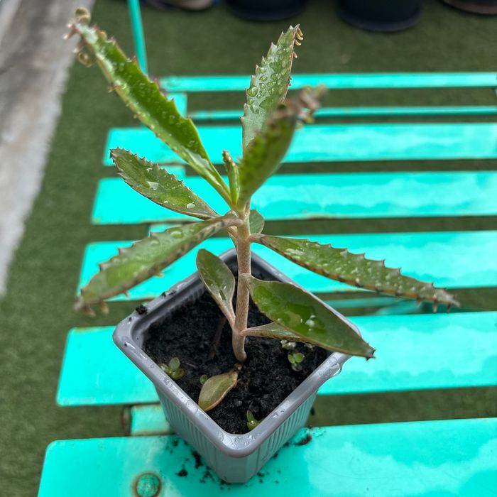 Superbe bouture Kalanchoe daigremontiana, plantes-mères ou Mère de milliers.