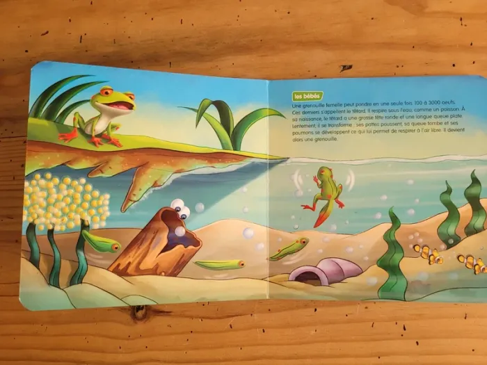 Livre cartonné documentaire Les Grenouilles - photo numéro 6