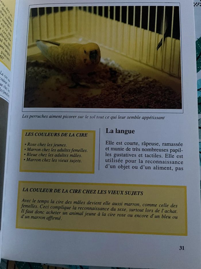 Les perruches ondulées 9782732816586 - photo numéro 4