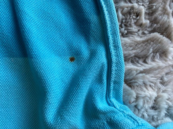 Veste Ralph Lauren XXL - photo numéro 5