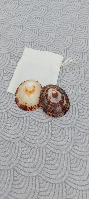 Coquillage allaitement