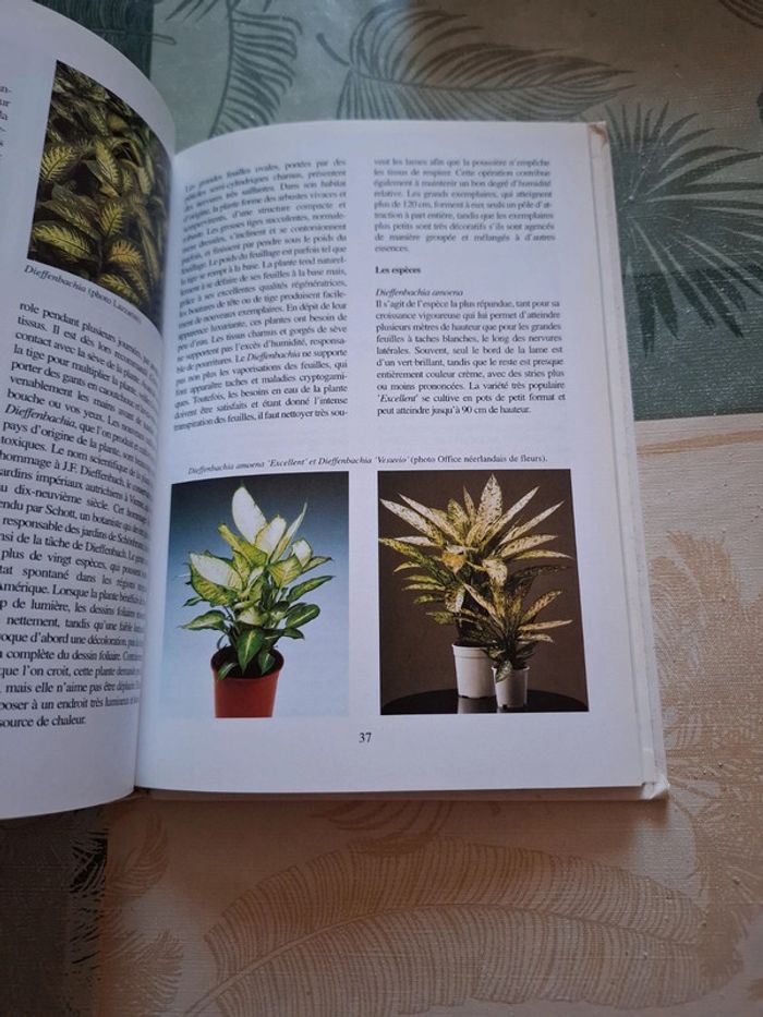 Plantes vertes d'appartement - photo numéro 5