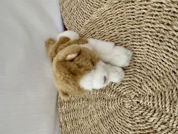 chat anna club plush peluche chat marron blanc