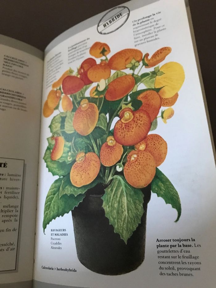 Livre Le guide des plantes d’intérieur - photo numéro 6