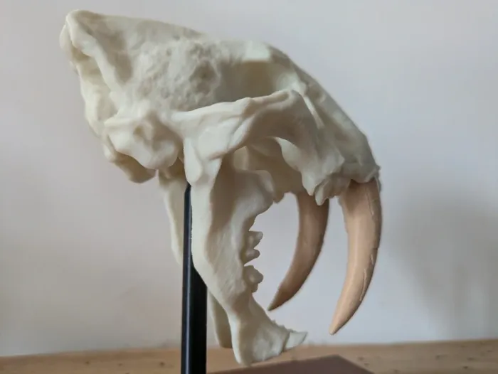 Crâne de tigre à dents de sabre smilodon - photo numéro 17