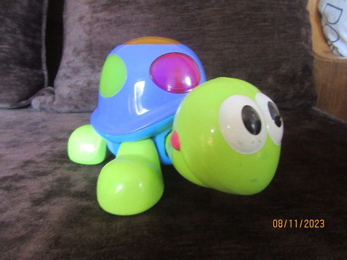 tortue