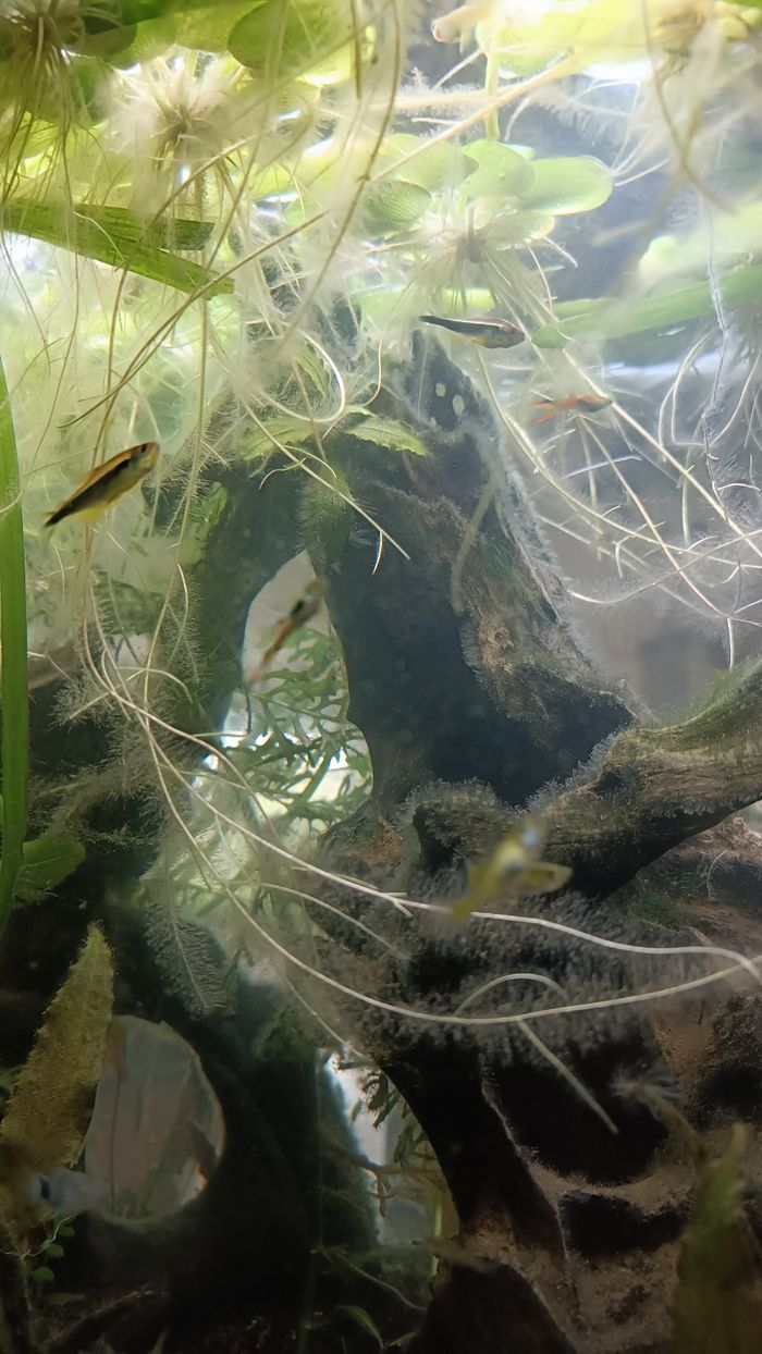 Lot de 18 laitues plantes flottantes aquarium - photo numéro 9