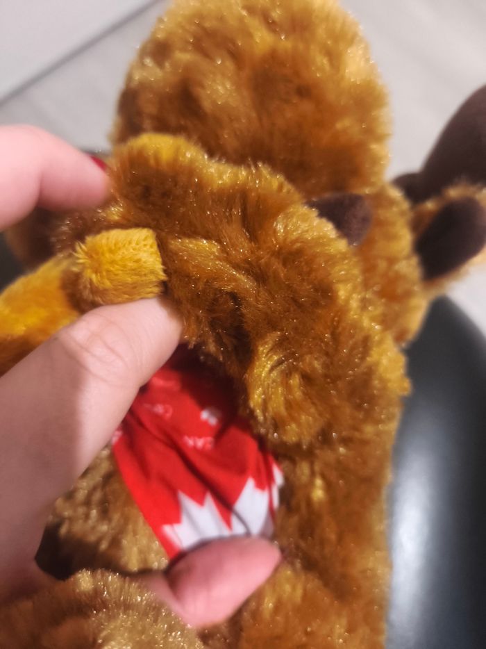 Renne / caribou canada - photo numéro 5