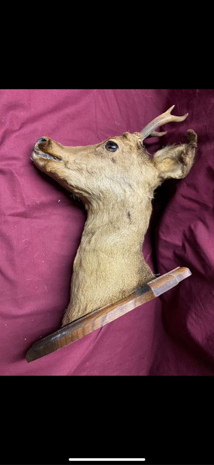 Lot  vintage animaux empaillés - photo numéro 2
