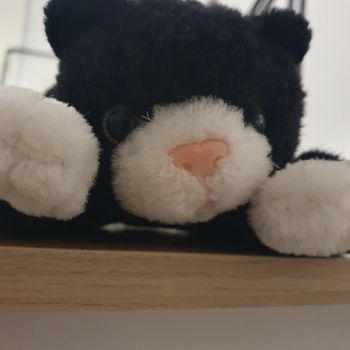 Petit chat noir et blanc