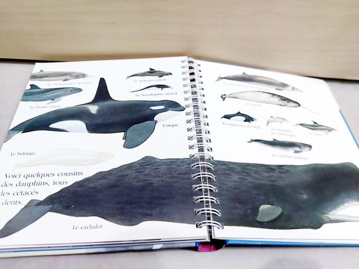 📚 Livre mes premières découvertes : Le dauphin - photo numéro 3