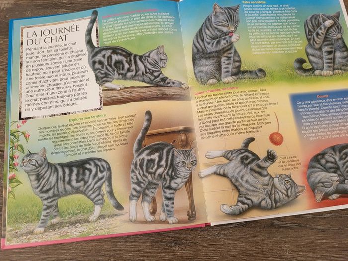 La Grande Imagerie- Les chats - photo numéro 2