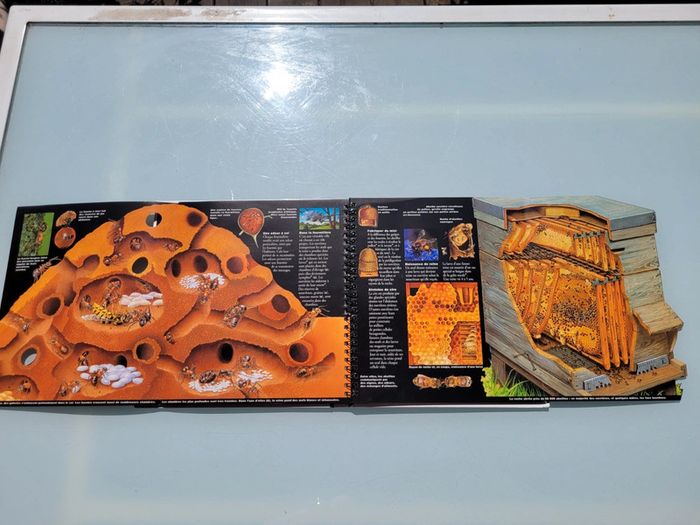 🦗 Mille Milliards d'insectes 🪳livre animé Gallimard Jeunesse (73) - photo numéro 11