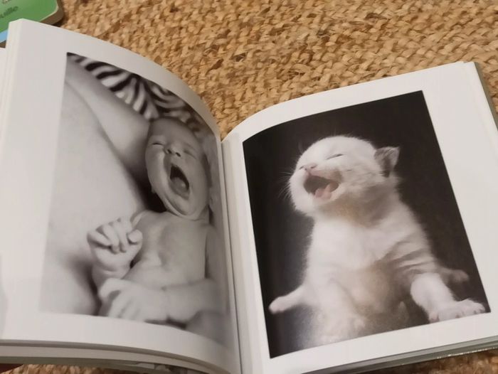 Livre Mon Petit chat - photo numéro 5