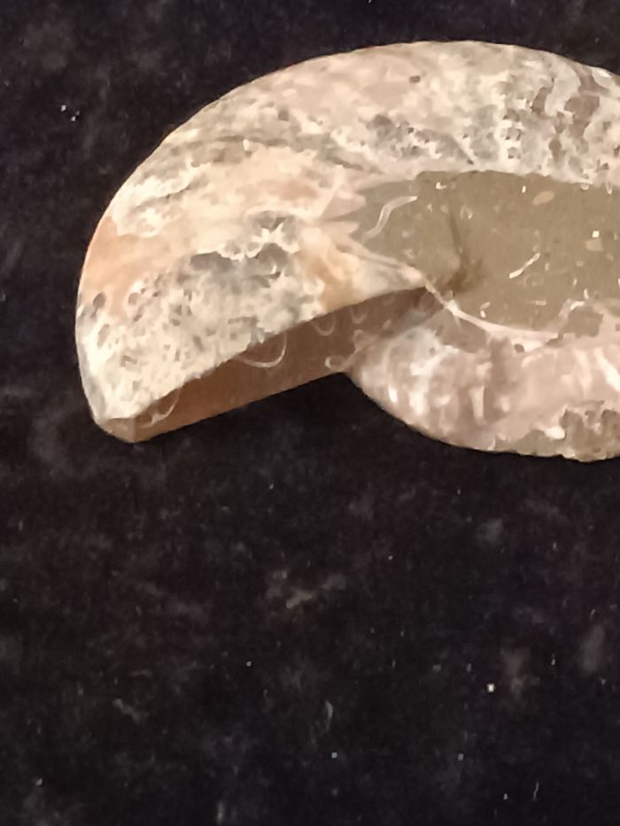Ammonite - photo numéro 4