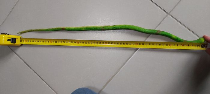 Serpent - photo numéro 8