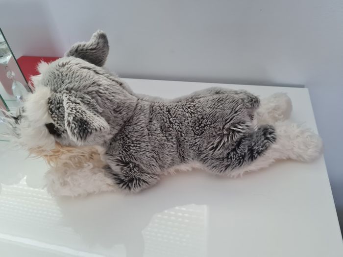 Chien fox terrier - photo numéro 2