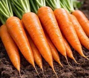Carottes de Nantes 50 graines 
