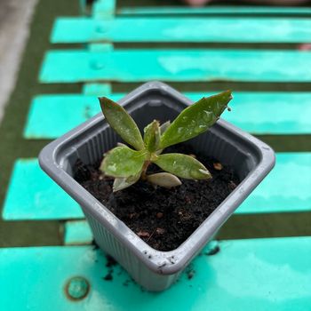 Superbe bouture Kalanchoe daigremontiana, plantes-mères ou Mère de milliers.