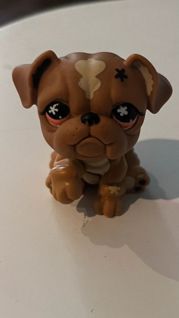 Pet shop bouledogue