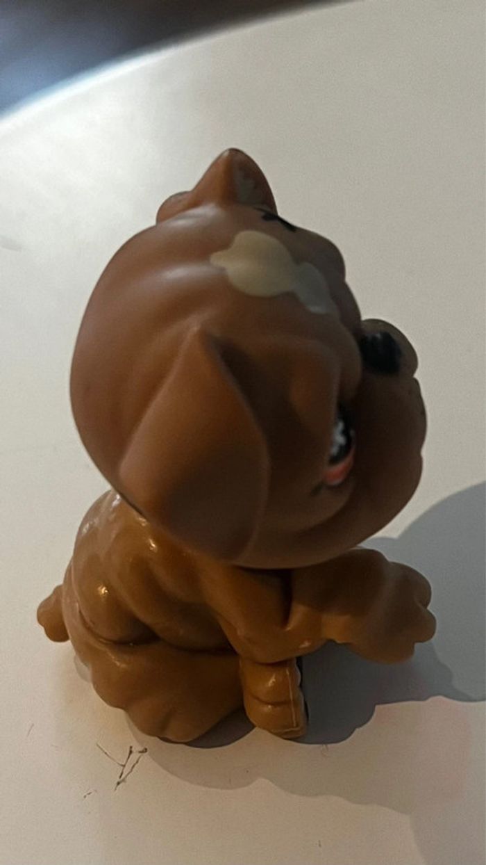 Pet shop bouledogue - photo numéro 6