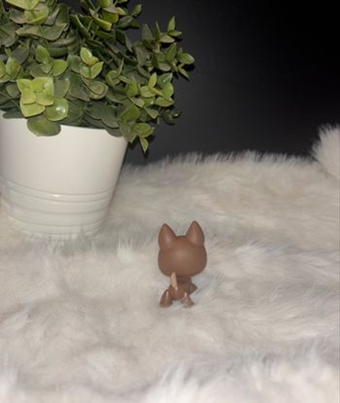 german shepherd #867 - photo numéro 3