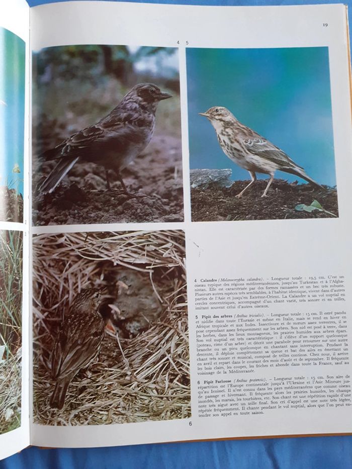 Les oiseaux chanteurs - photo numéro 4