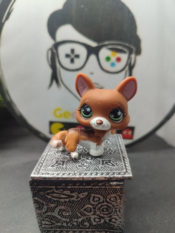 Lps01135 My Littlest Petshop Pet Shop LPS  Hasbro Dog Chien Corgi 897