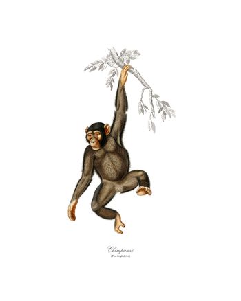 Affiche vintage Chimpanzé