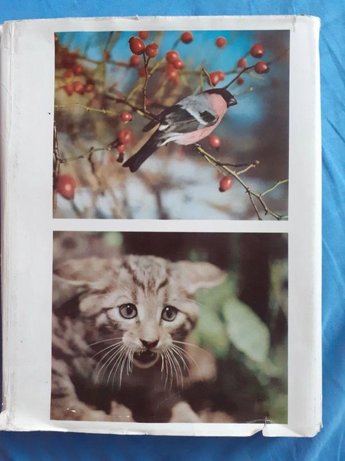 La chasse silencieuse Jaroslav Holecek - photo numéro 2