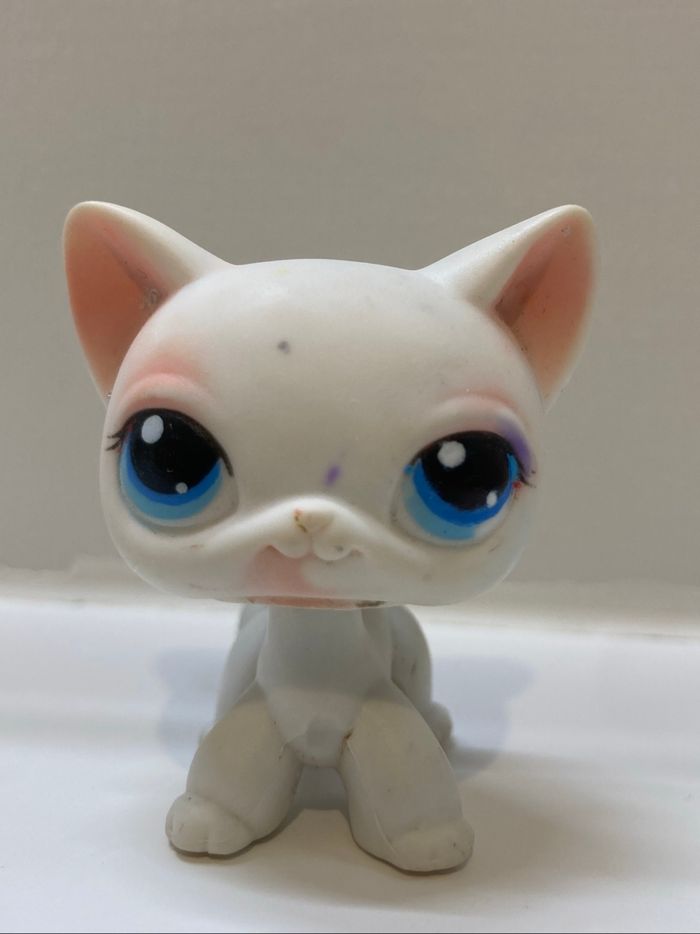 lps chat européen - photo numéro 6