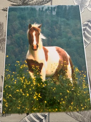 Photographie plastifié cheval
