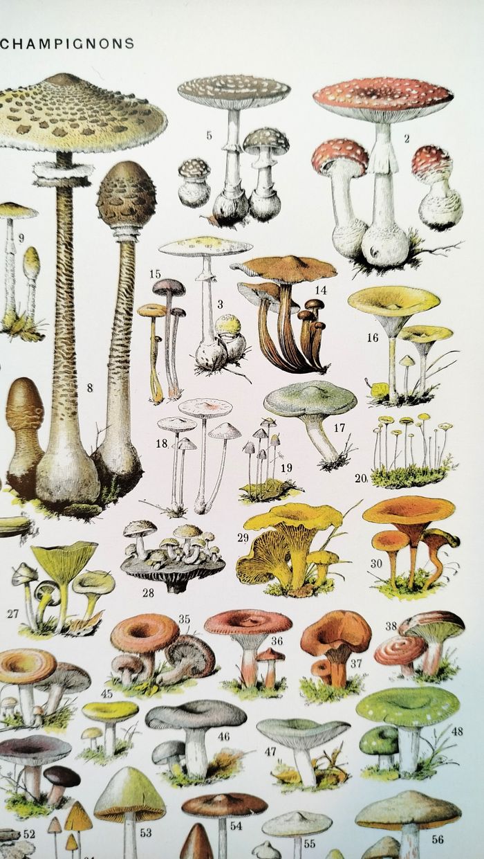 Affiche sur les champignons "amanite", d'après une illustration de 1928 - photo numéro 3