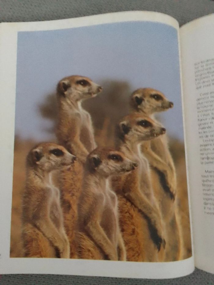 La vallée des Meerkats - photo numéro 3