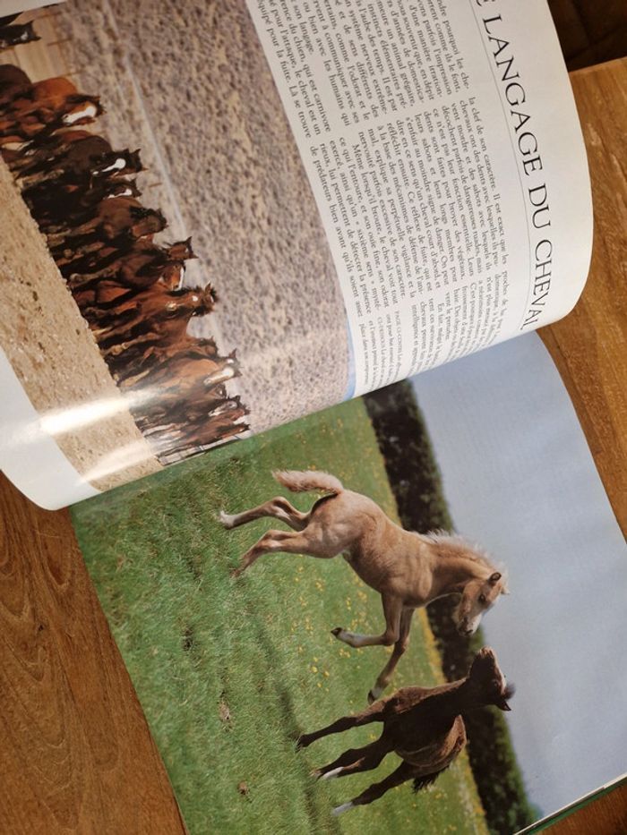 Le royaume des chevaux - photo numéro 2