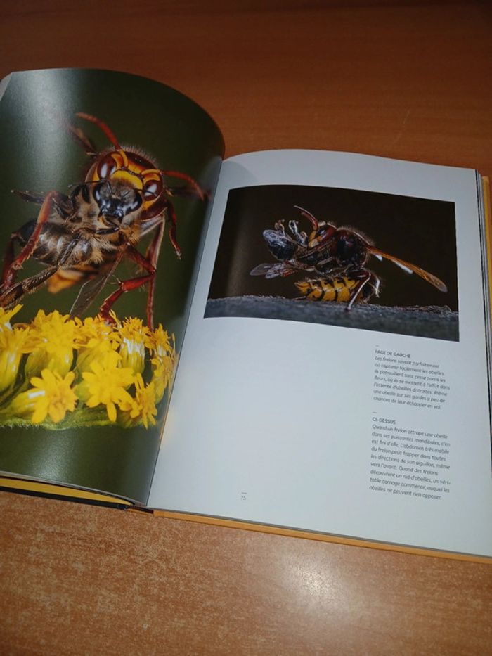 Abeilles mellifères sauvages - photo numéro 9