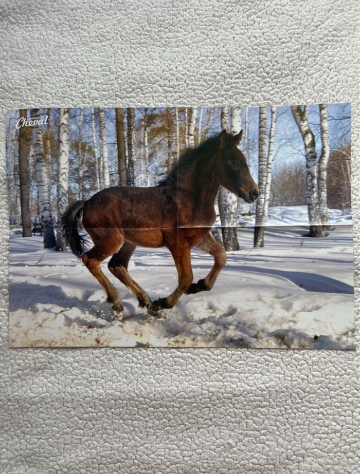 Magazine + 3 posters l’univers du cheval - photo numéro 9