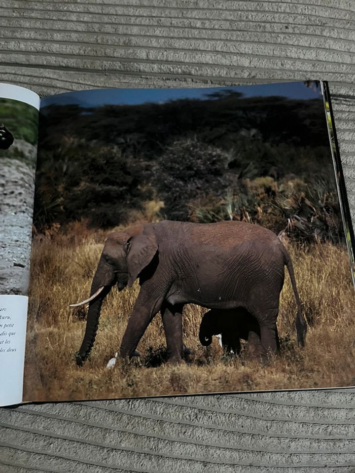 Le monde des bébés animaux - photo numéro 3