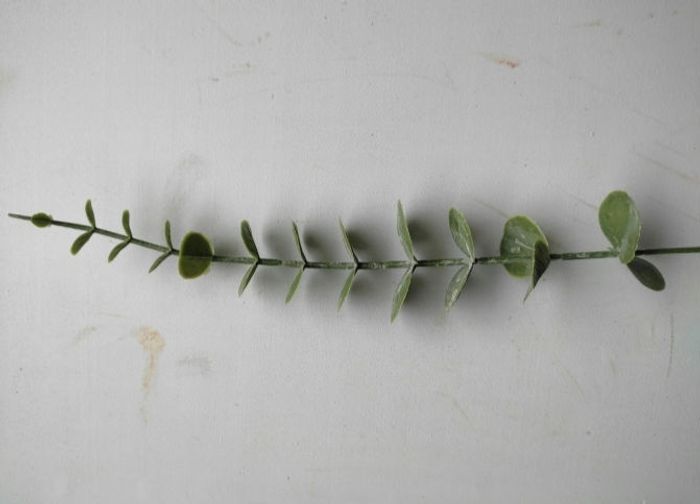 Eucalyptus - photo numéro 3