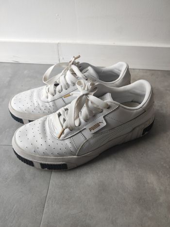 Puma blanches