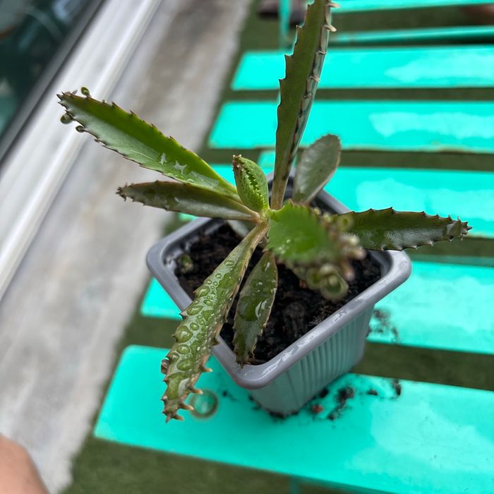Superbe bouture Kalanchoe daigremontiana, plantes-mères ou Mère de milliers. - photo numéro 4
